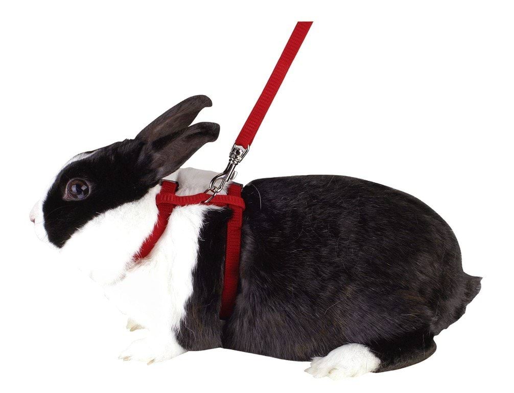 Rodent harness with leash, assorted colours, Kerbl