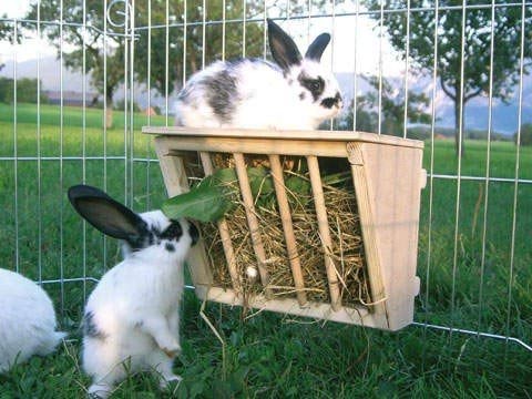 Hay rack for rodents, wooden, 25 x 17 x 20 cm, Kerbl