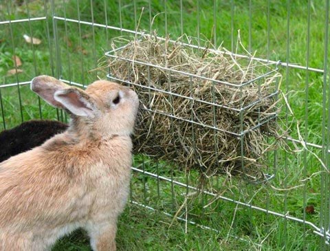 Hay rack for rodents, 25 x 17 cm, Kerbl
