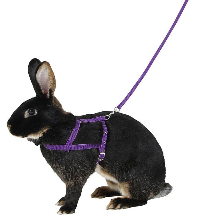 Rabbit harness, 34 - 50 cm, L, Kerbl