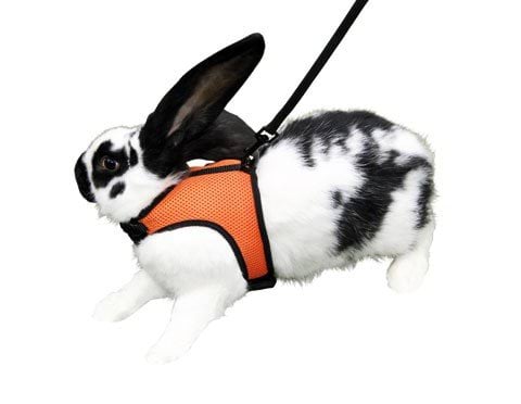 Rodent harness with leash Sport, 33 - 43 cm, Kerbl