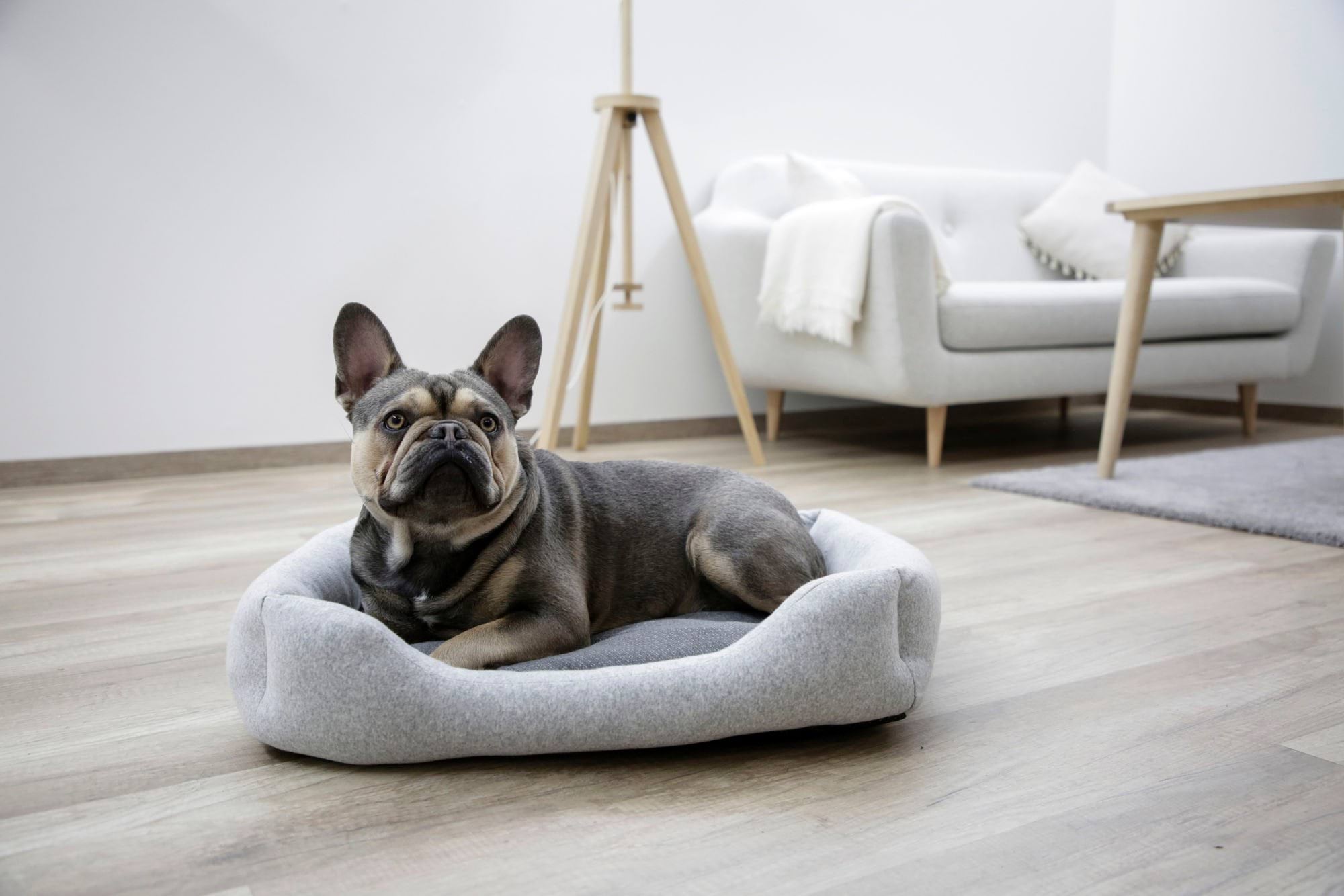 Snugly bed for dogs Graphene, grey, 61 x 50 x 13 cm, Kerbl