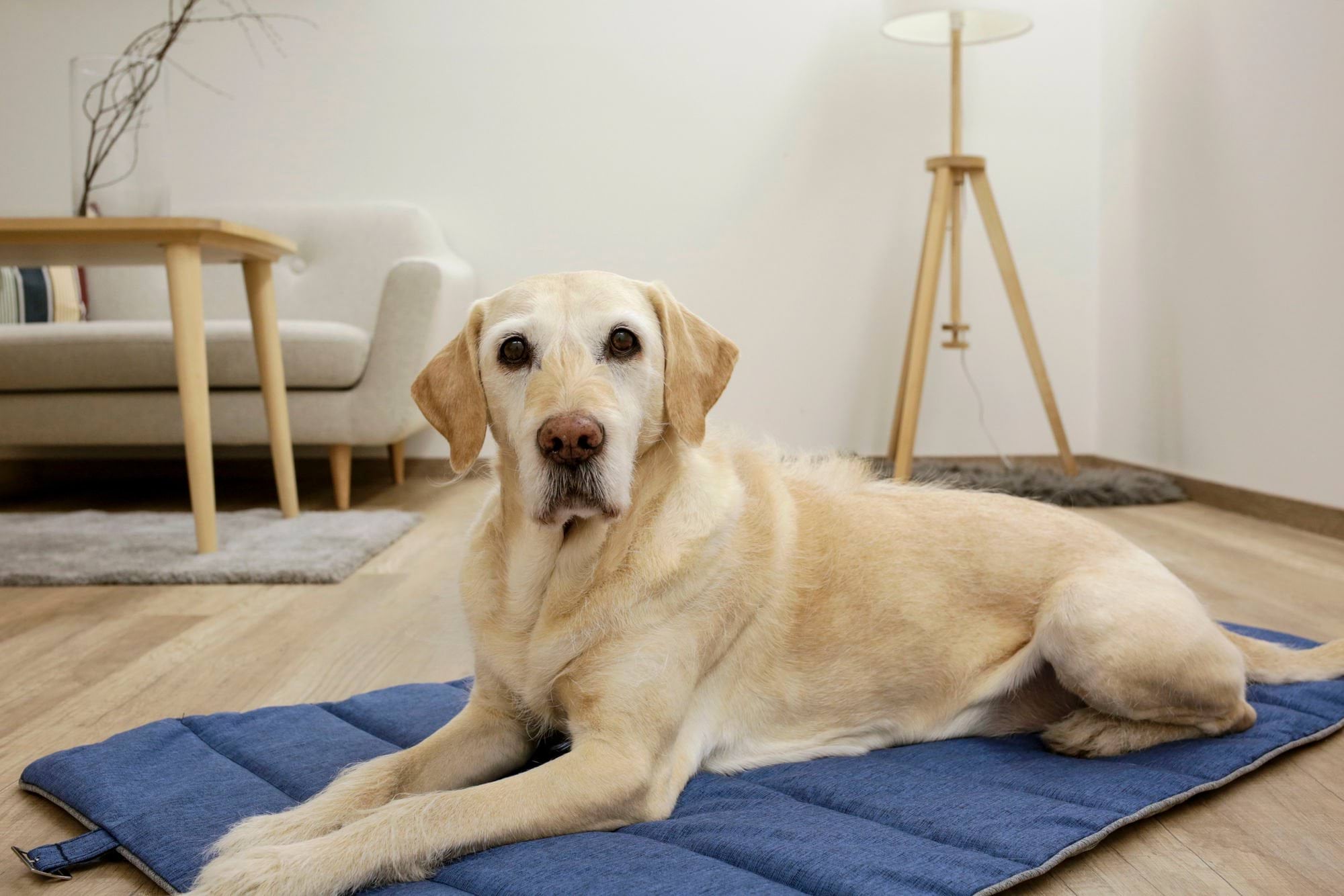 Travel mat for dogs Marie, grey/blue, 112 x 67 cm, Kerbl