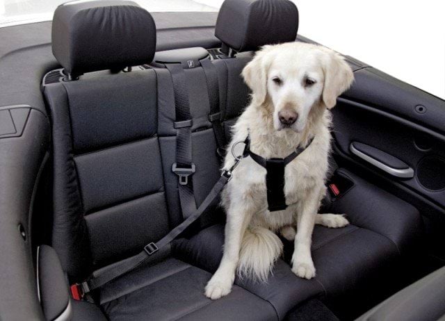 Dog car harness, 70 – 90 cm, Kerbl