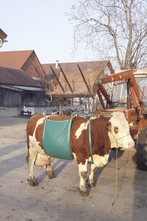 Cow lifting device