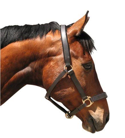Foal Halter Eco Leather black