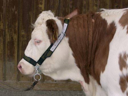 Cow halter with chin chain,  strengthened with leather