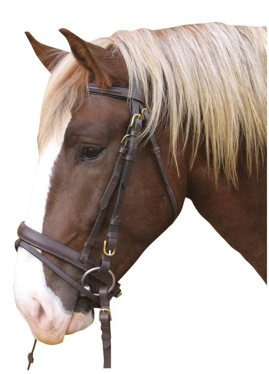 Bridle Carthorse brown