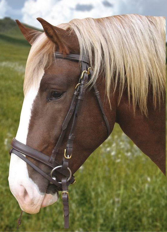 Bridle Carthorse black