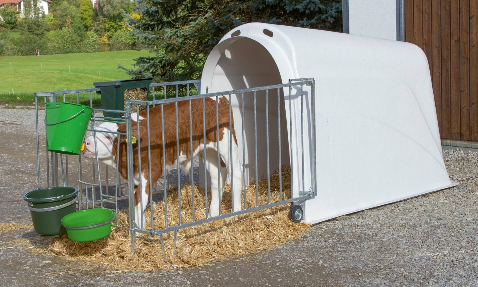 CalfHouse Master Plus with fence