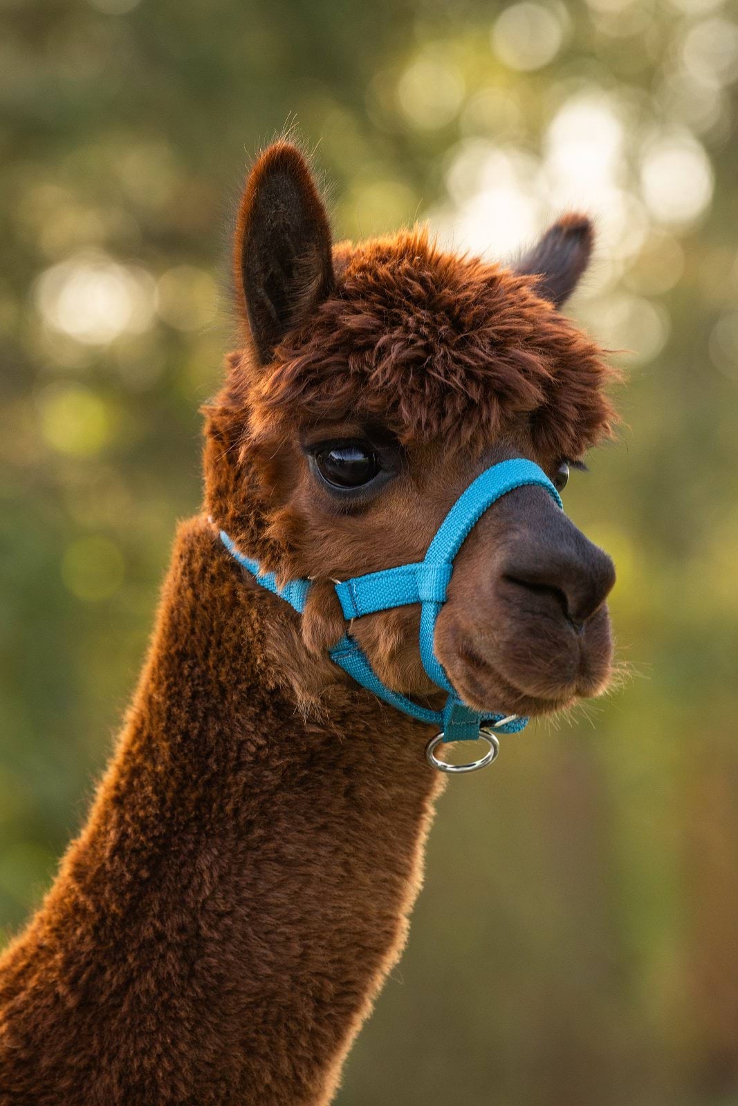 Halter for alpacas, adjustable, blue, Kerbl
