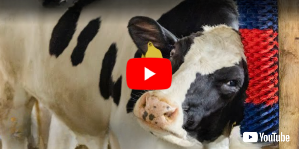 Watch HAPPYCOW Wall Brush video