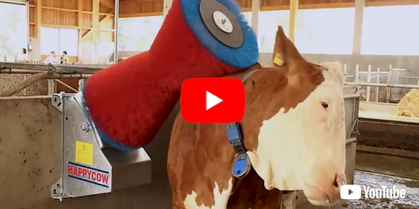 Watch HAPPYCOW Uno video