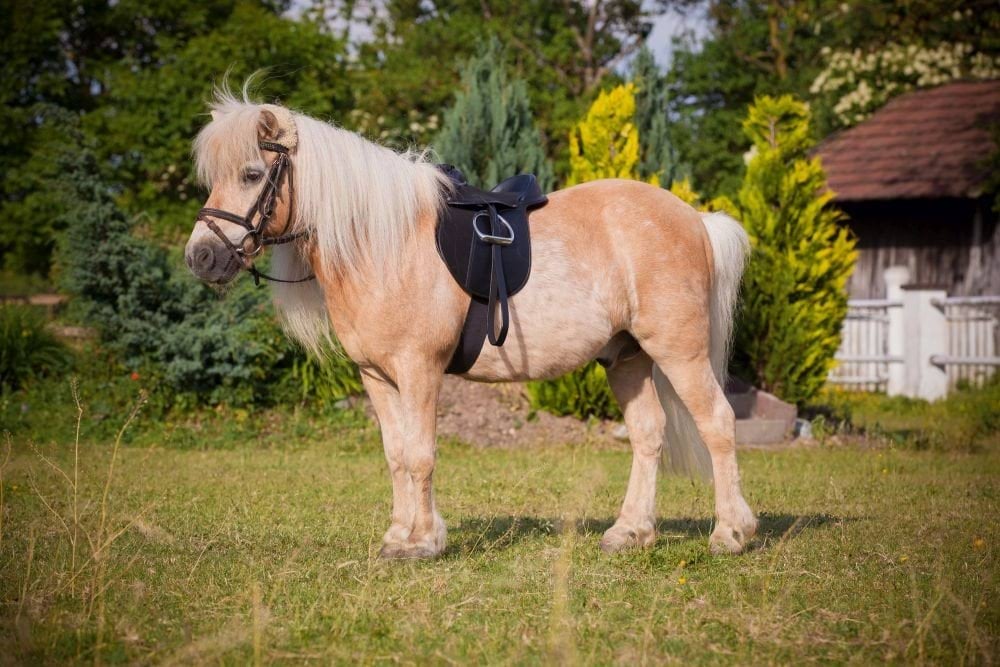 "Універсальне сідло 15 "", чорне, обхват 110 см, розмір Pony, комплект, Covalliero"