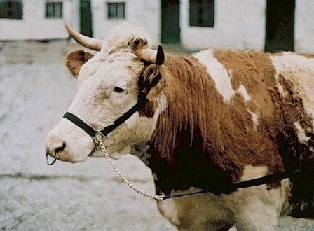Хомут для показів і виставок корів і бичків, чорний, нейлоновий, Kerbl